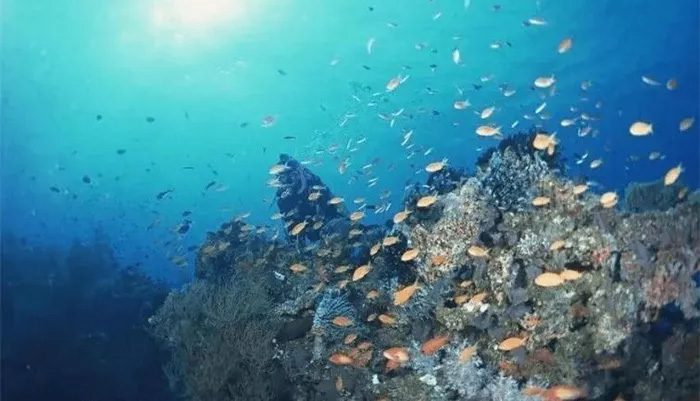 Marine fish have evolved unique filtering organs.