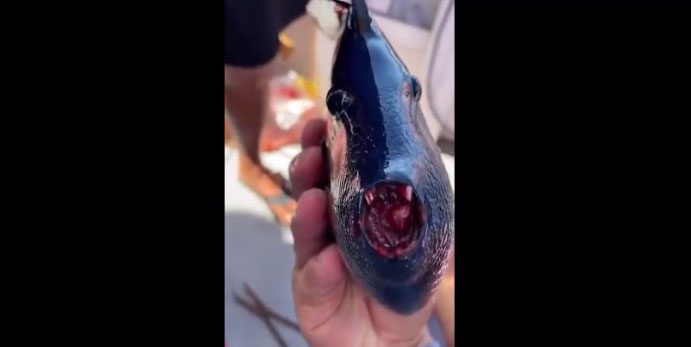 The fish opens its mouth to reveal bright red teeth