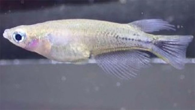 A male rainbowfish starts to show black spots on its body.