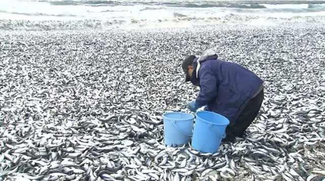 A local resident collecting dead fish on the beach in Hakodate, Hokkaido on December 7.