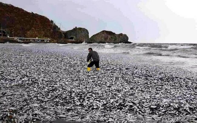 Dead fish covering the beaches of Hokkaido, Japan.
