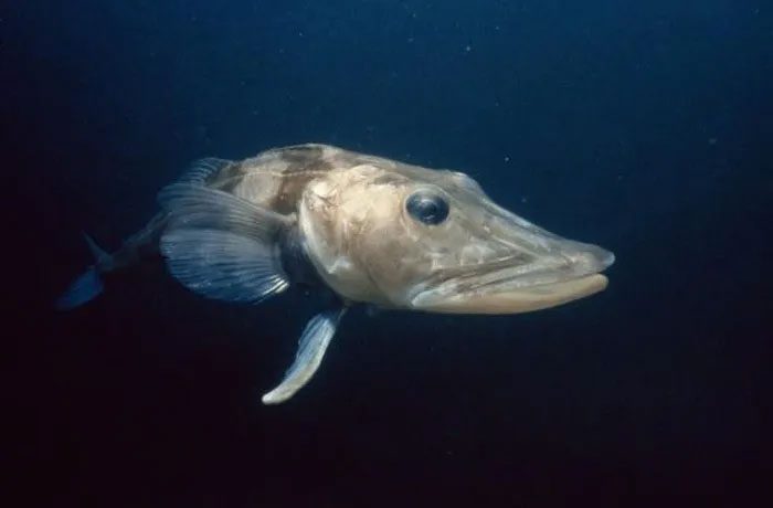 Black Icefish