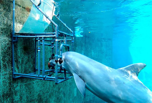 A Bottlenose Dolphin in the research study.