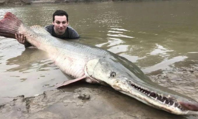 The gar fish has changed little since prehistoric times.