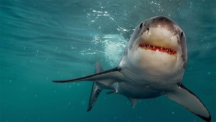 Great white shark