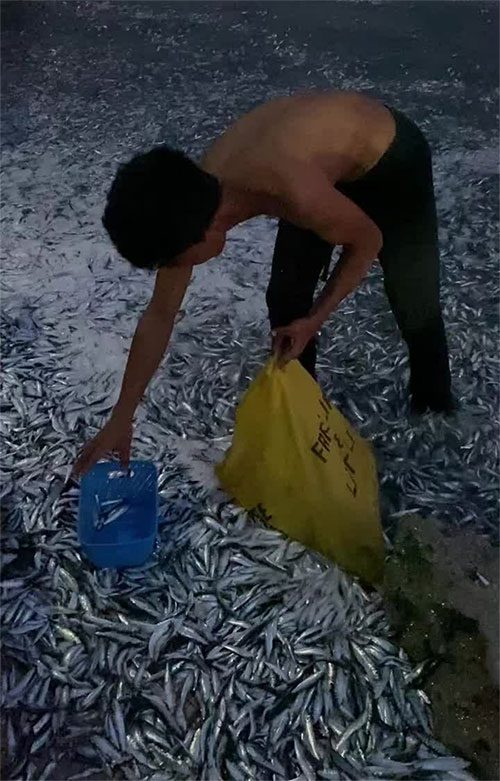 Local residents collect stranded sardines.