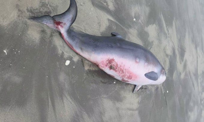 The pygmy sperm whale calf was euthanized for scientific research.