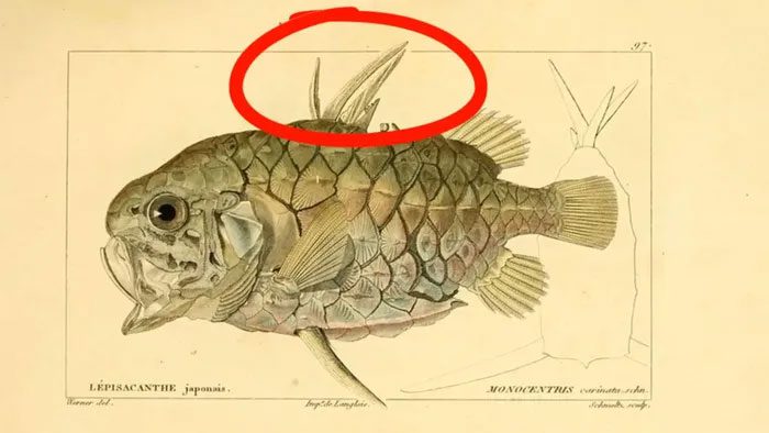 When threatened, these fins rise like sharp blades