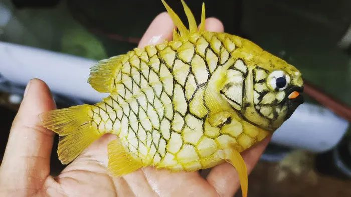 Armored catfish make any predator wary