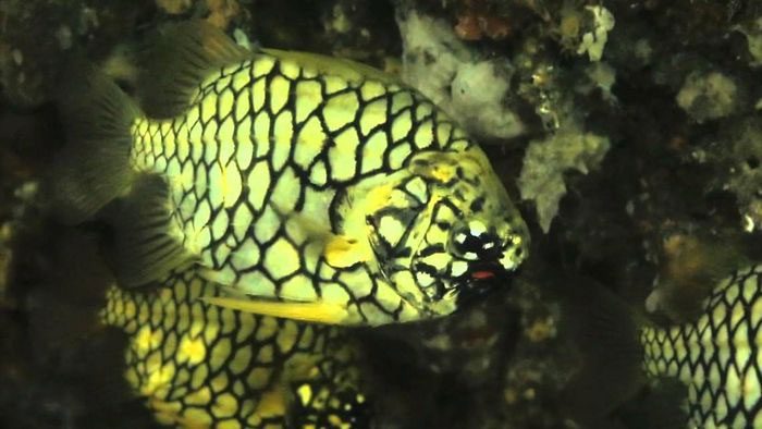 Armored catfish with hard scales and sharp fins directed towards the tail