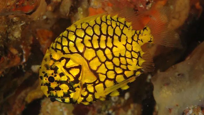 Armored catfish inhabit caves and coral reefs at depths of 10-200m