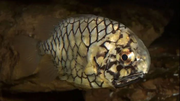 Armored catfish live in part of the South China Sea of Vietnam