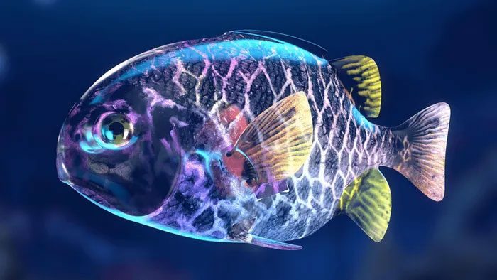 Armored catfish typically feed at night, swim in schools, and can emit light to attract prey