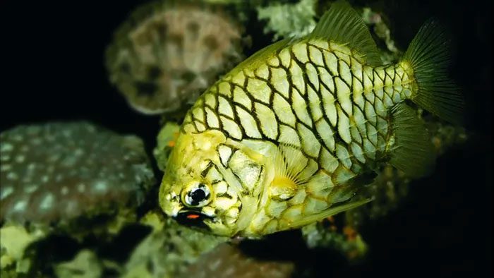 Due to their beautiful, vivid colors, they are popular in marine aquariums