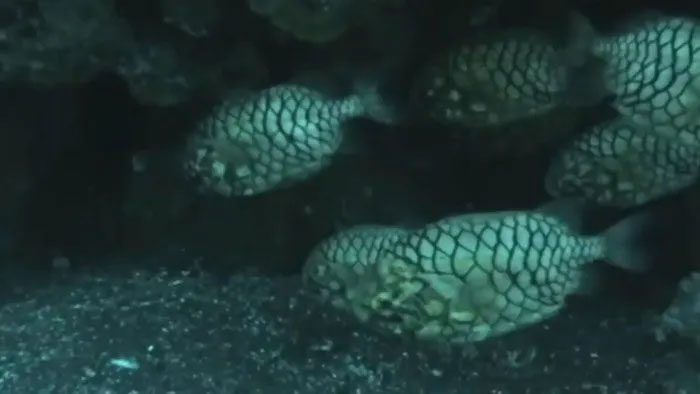 Adult armored catfish can grow up to 30cm and coexist peacefully with other fish species