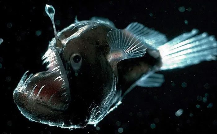 Anglerfish