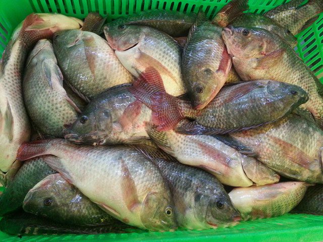 Tilapia contains low nutritional value.