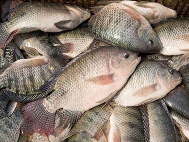If all the fish of the same type are similar, they are mostly farmed fish.