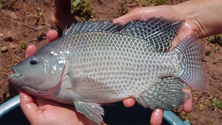 Dangers of consuming tilapia raised in unclean environments.