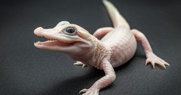 Image of the super rare white alligator.