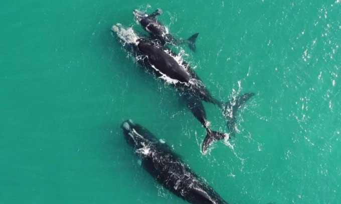 Young southern right whales sometimes steal milk.