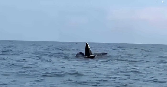 A pod of whales swimming off the southeast coast of Cô Tô Island