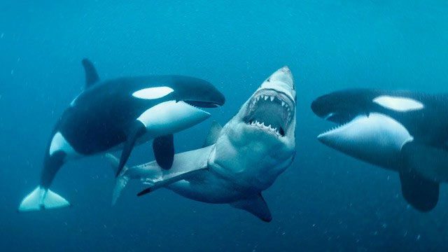 In terms of IQ, orcas easily surpass great white sharks.