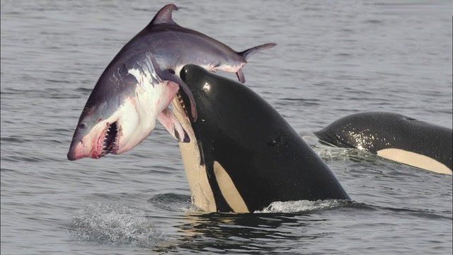 Orcas often attack and brutally kill sharks.