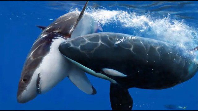 Orcas attacking a great white shark.