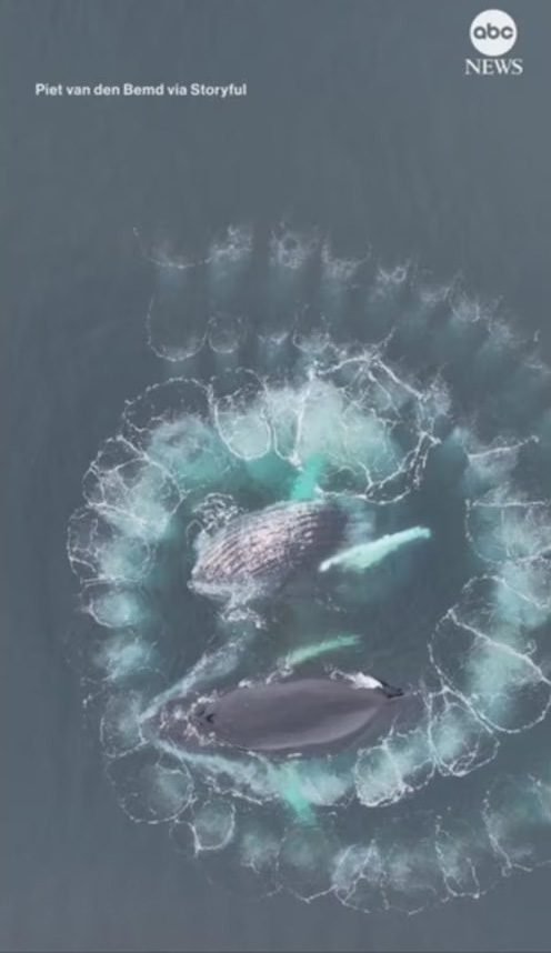 Humpback whale surfaces in the spiral, opening its huge mouth to feed.