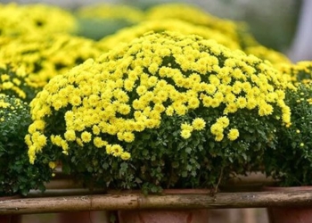 can tho various types of flowers displayed during tet that can cause allergies for families 132379