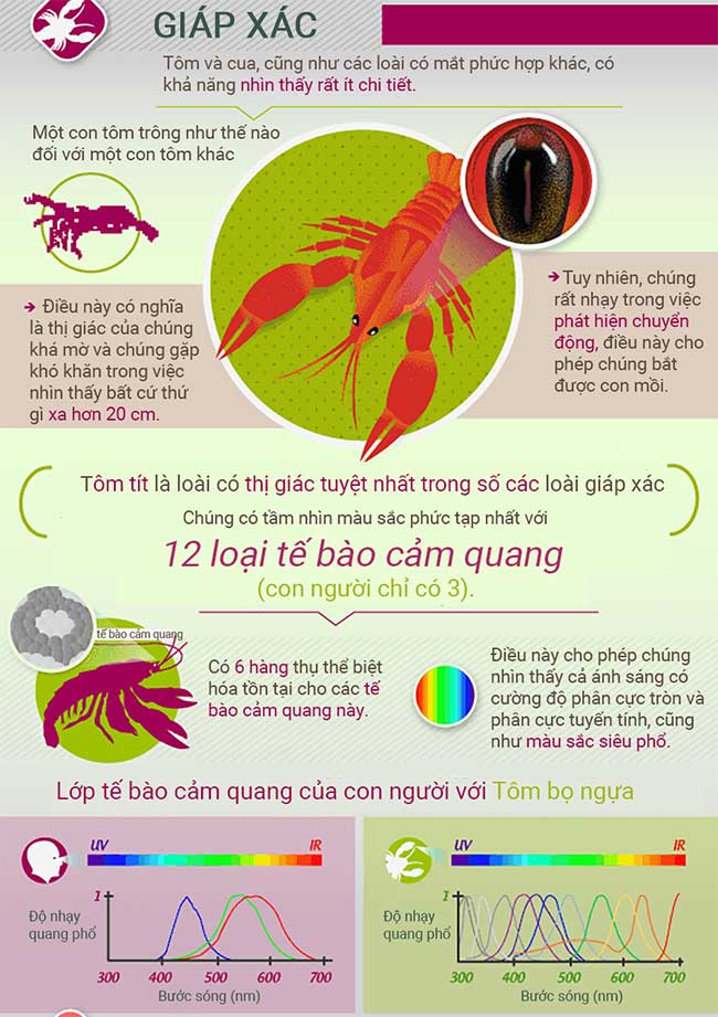 canh dong vat nhin the gioi 5