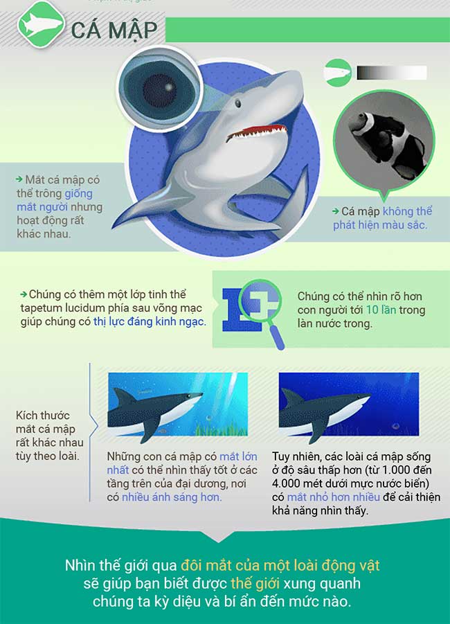 What does the world look like through the eyes of animals?