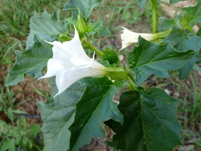 Datura is one of the most dangerous plants in the world.
