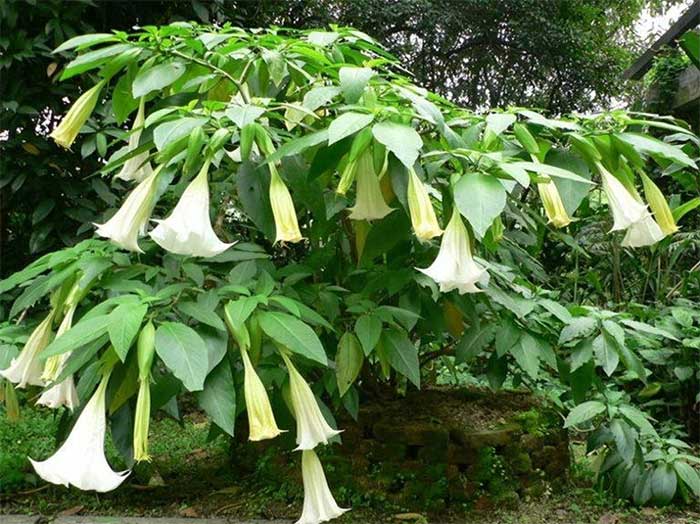 Datura plant.