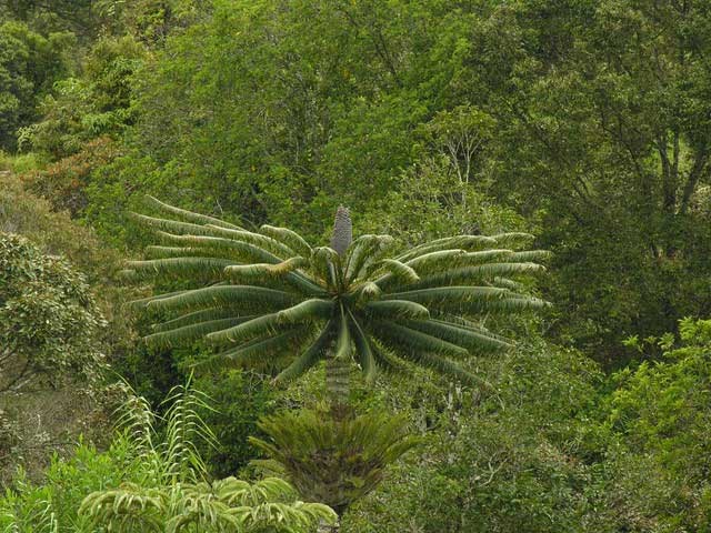The growth cycle of some 'living fossil' plants is also very long.