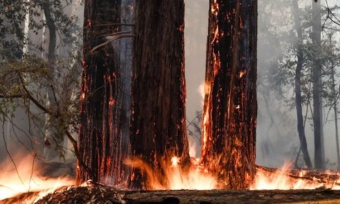 Some coast redwoods devastated by wildfire in August 2020.