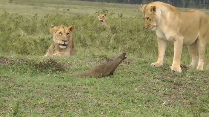 The feisty meerkat undeterred by significantly larger opponents.