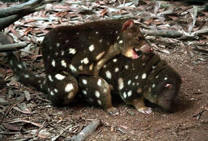 Civet