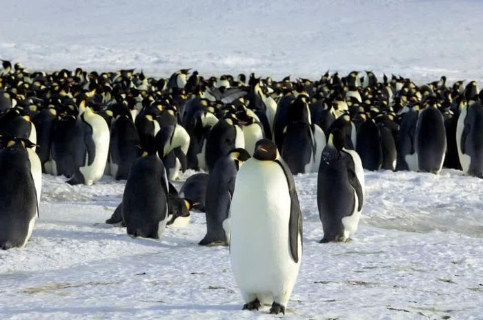 Emperor penguin sighted at Dumont d'Urville, Antarctica.