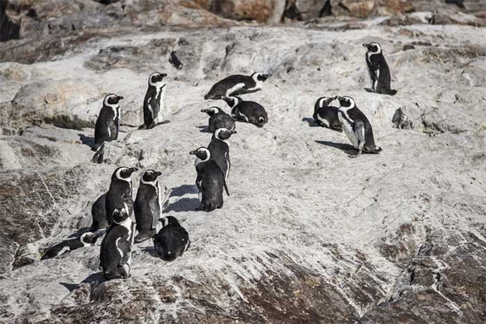 Penguins