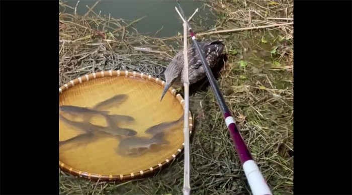 A bold heron stealing fish in front of a surprised angler.