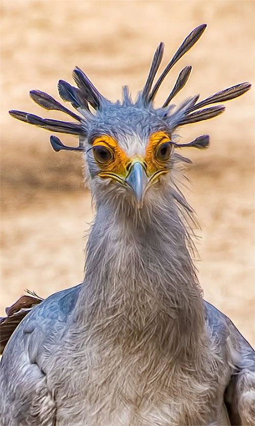 It is a notorious killer in the wild.