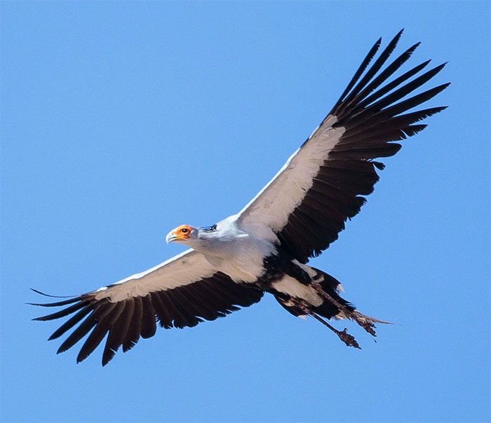 The Secretarybird can pair at any time of the year