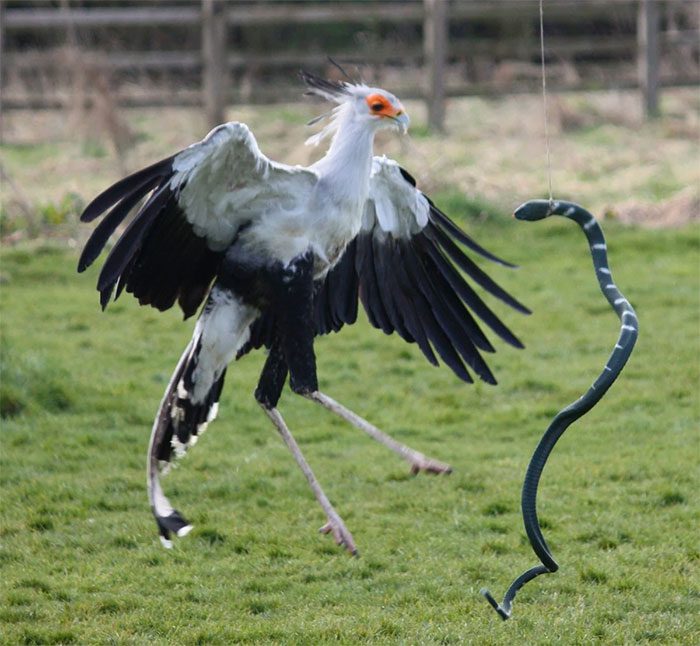 The Secretarybird is one of the strongest kickers in the animal kingdom