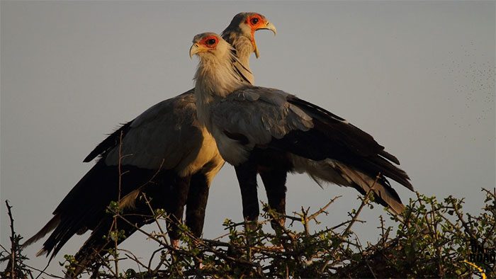 This bird is endemic to Africa