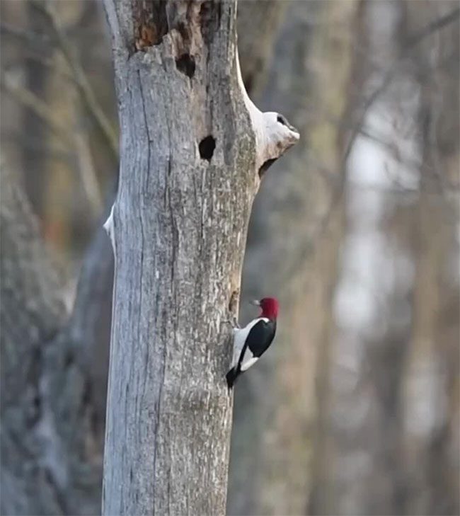 Red-headed Woodpecker fiercely defends its territory