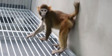 china creates first healthy clone monkey 132231