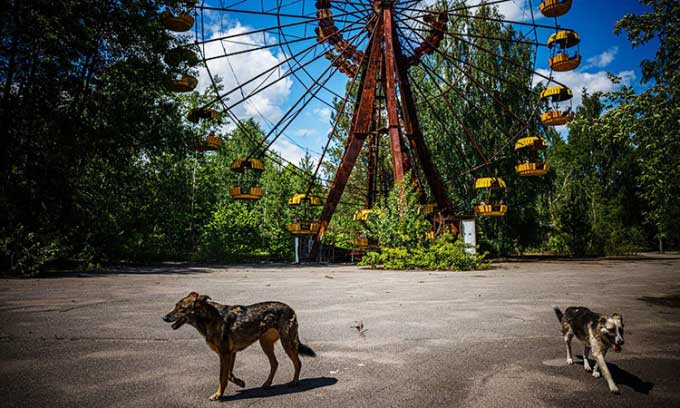 Stray dogs in the "ghost town" of Pripyat within the Chernobyl exclusion zone, Ukraine.