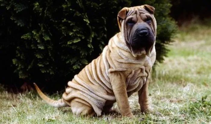 The Shar Pei has average vision and hearing.